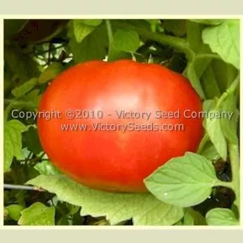 Crimson Cushion Tomato