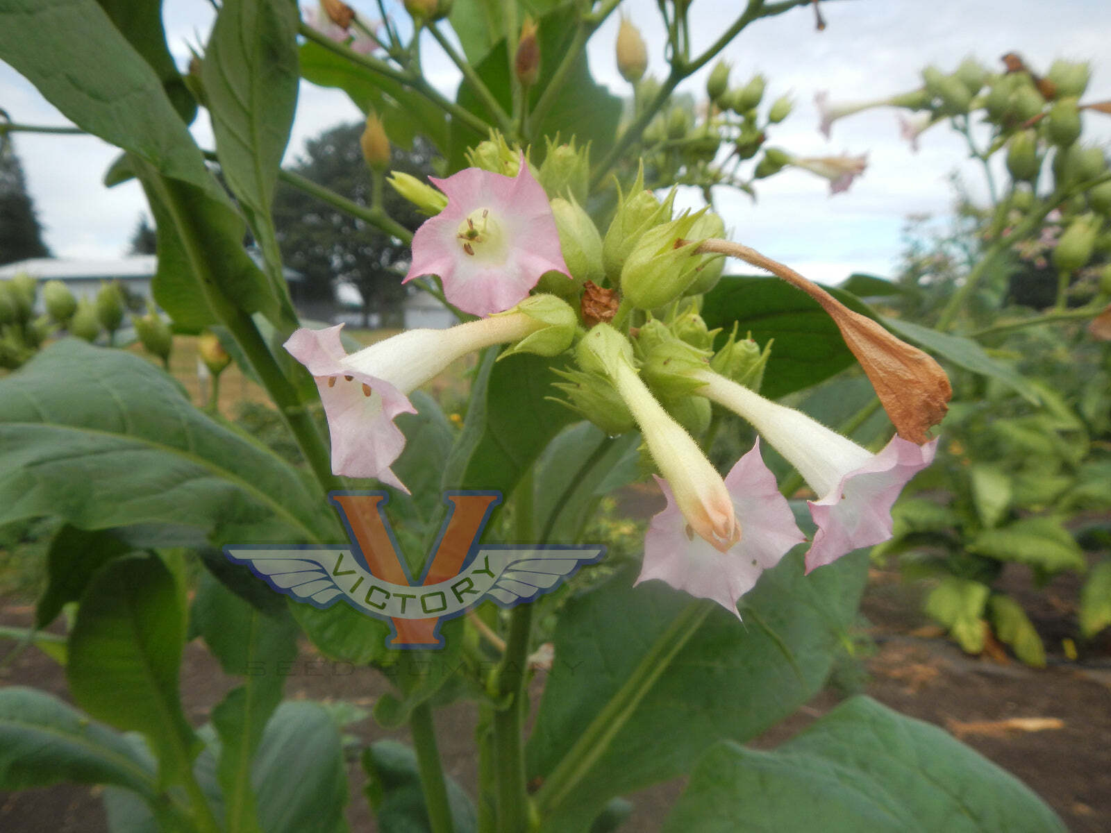 Lemon Bright Tobacco