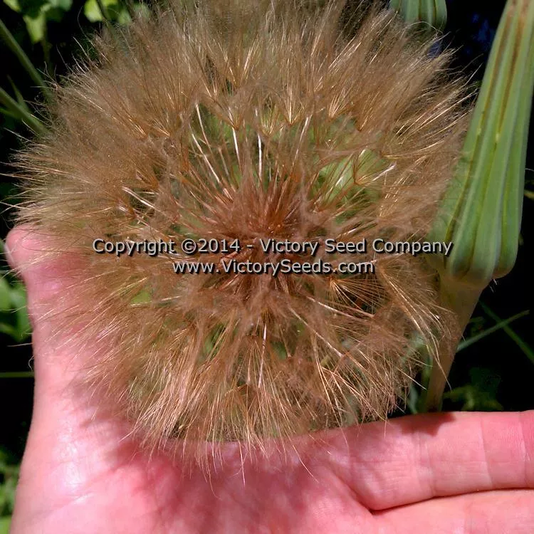 Mammoth Sandwich Island Salsify