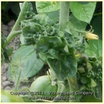 Stick Tomato