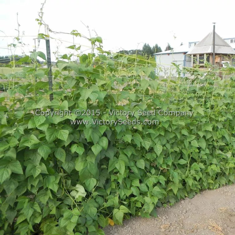 Romano Pole Green Garden Bean