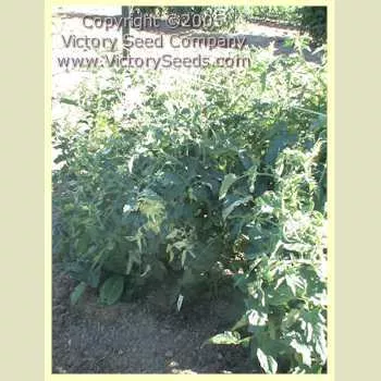 Variegated (Splash of Cream) Tomato