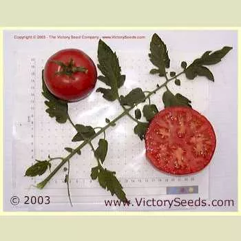 Livingston's Main Crop Pink Tomato
