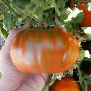 Chocolate Lightning Tomato