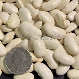 White Emergo Runner Bean