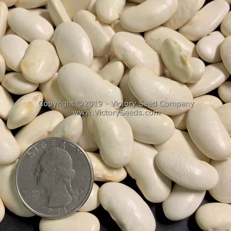 White Emergo Runner Bean