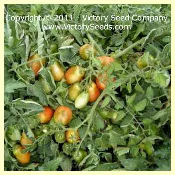 Schiavone Italian Paste Tomato