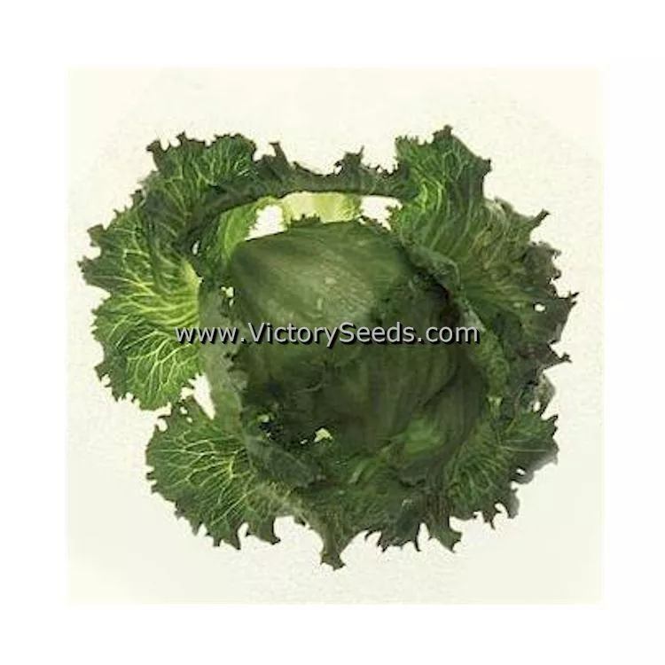 Iceberg Head Lettuce