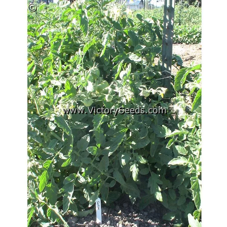 Santiam Tomato