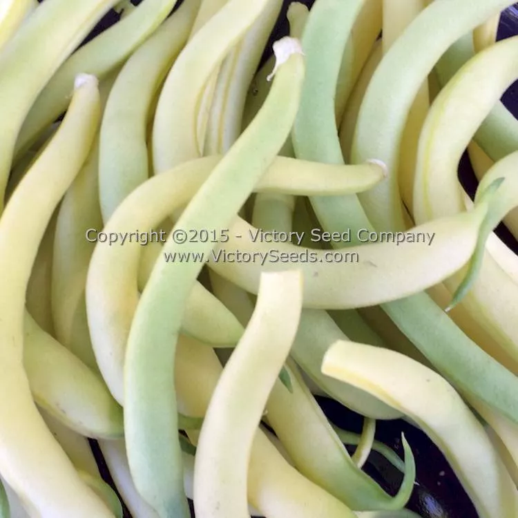 Brittle Wax (Brittlewax) Bush Snap Garden Bean