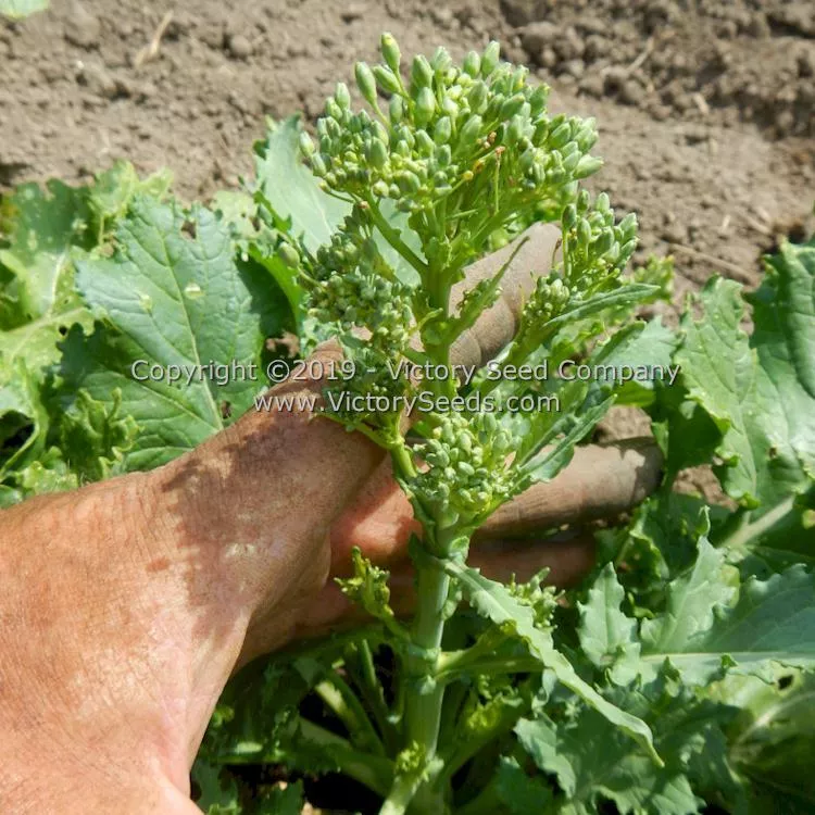 Spring Rapini Raab Broccoli