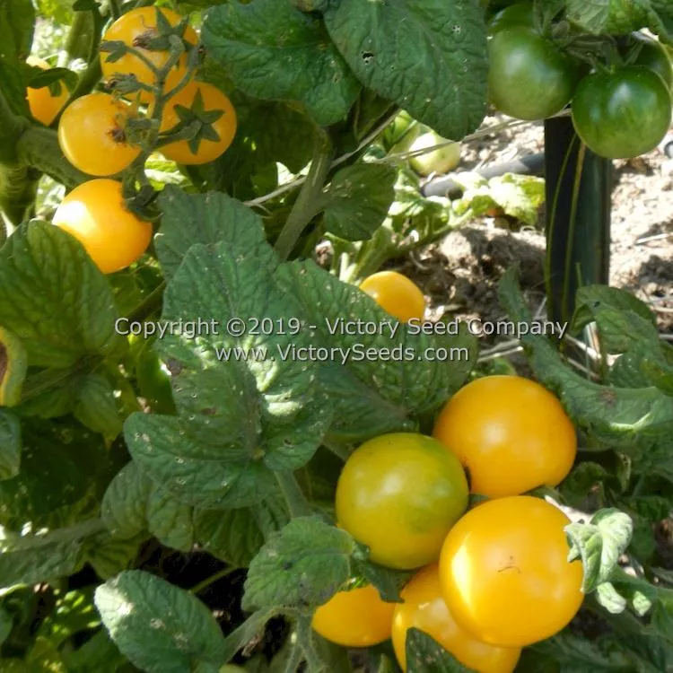 Dwarf Desert Star Tomato