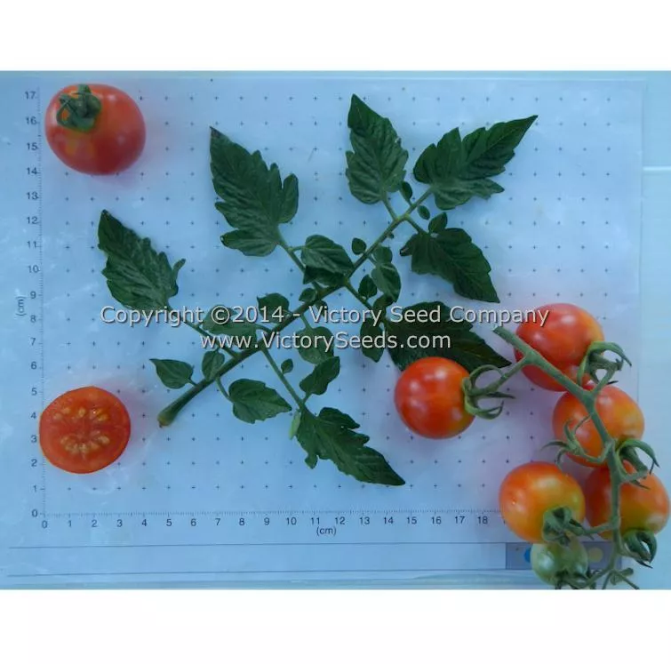 Royal Red Cherry Tomato