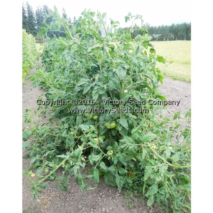 Polish Tomato