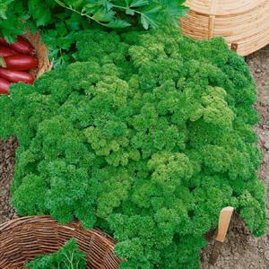 Triple Curled Parsley