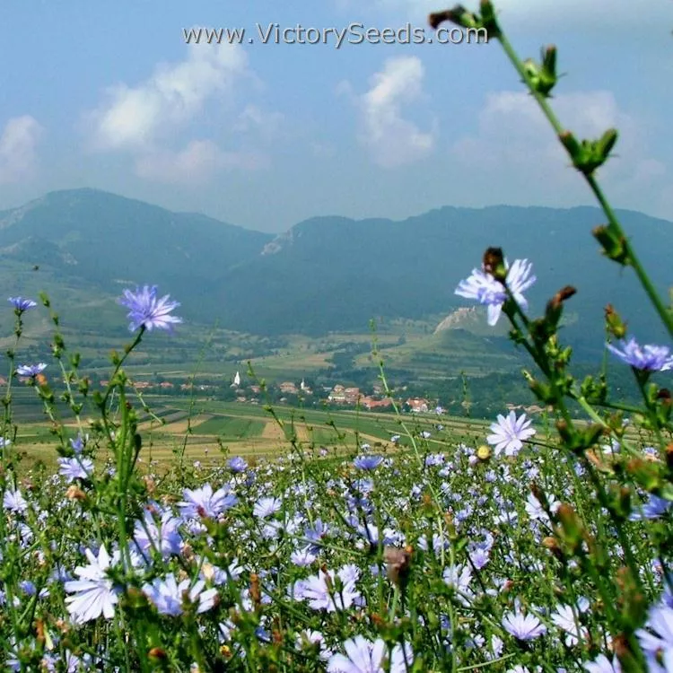 Chicory