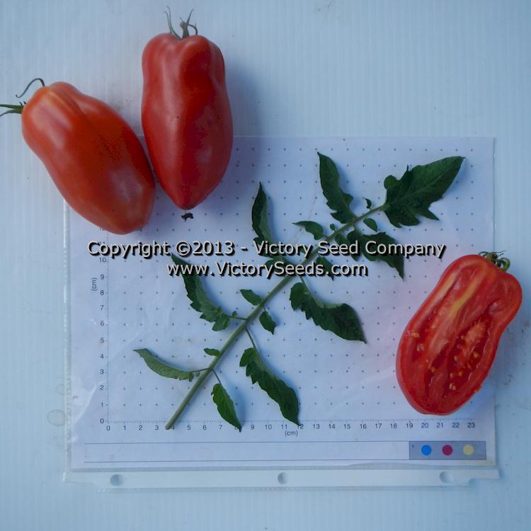 Libby's Pride Tomato