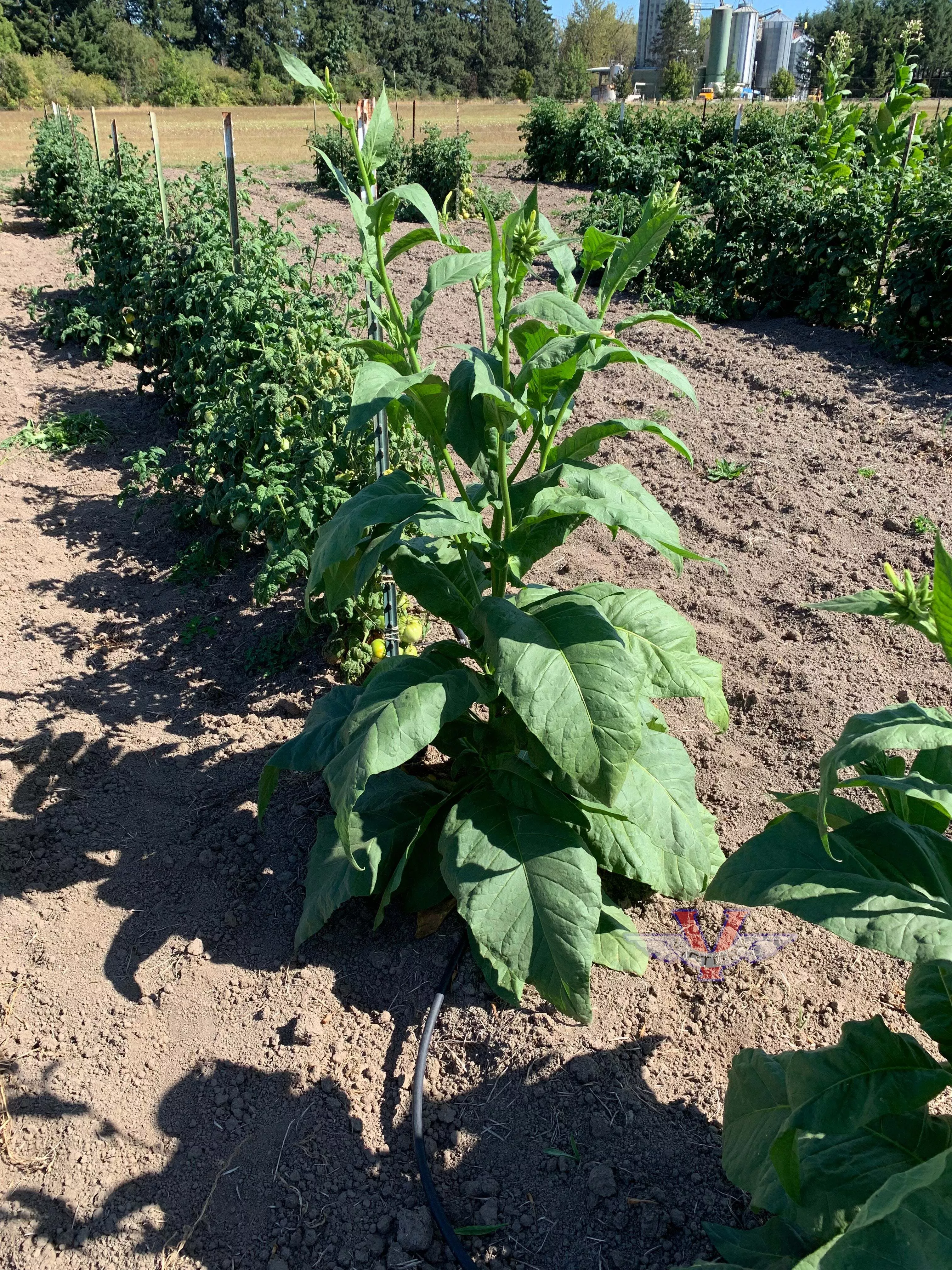 Mississippi Heirloom Tobacco