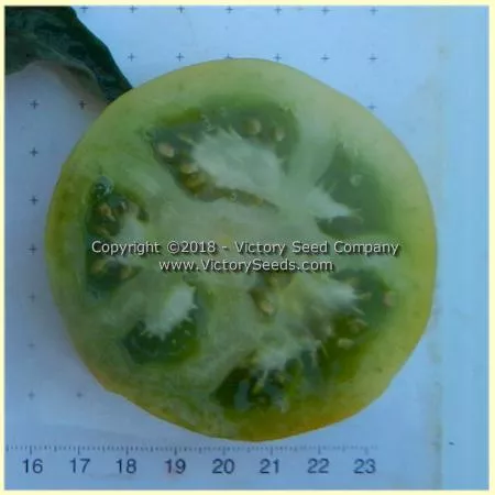 Dwarf Grandpa Gary's Green Tomato