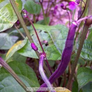 Royal Burgundy Bush Garden Bean