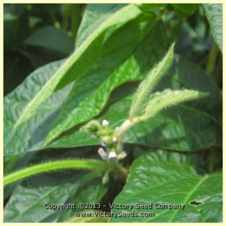 Kuromane Soybean