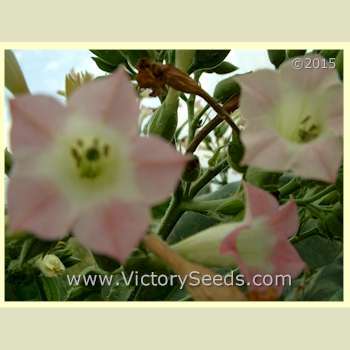 Little Yellow Tobacco