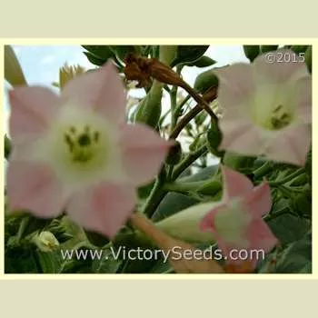 Little Yellow Tobacco