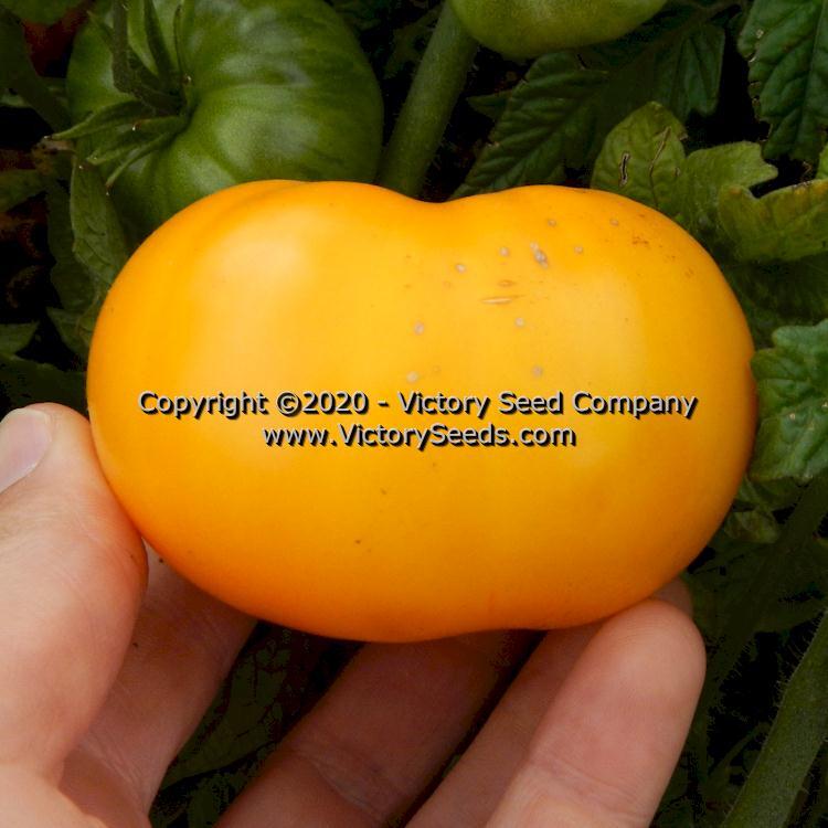Dwarf Jasmine Yellow Tomato