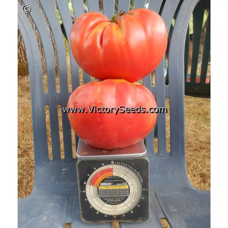 Shackelford Giant Pink Tomato