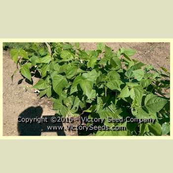 Bountiful Garden Bean