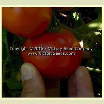 VR Earliest of All Tomato