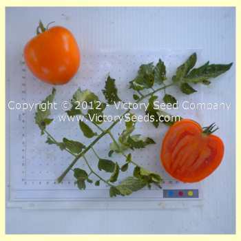 Podorok Fei Tomato