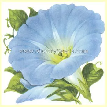 Morning Glory, Heavenly Blue
