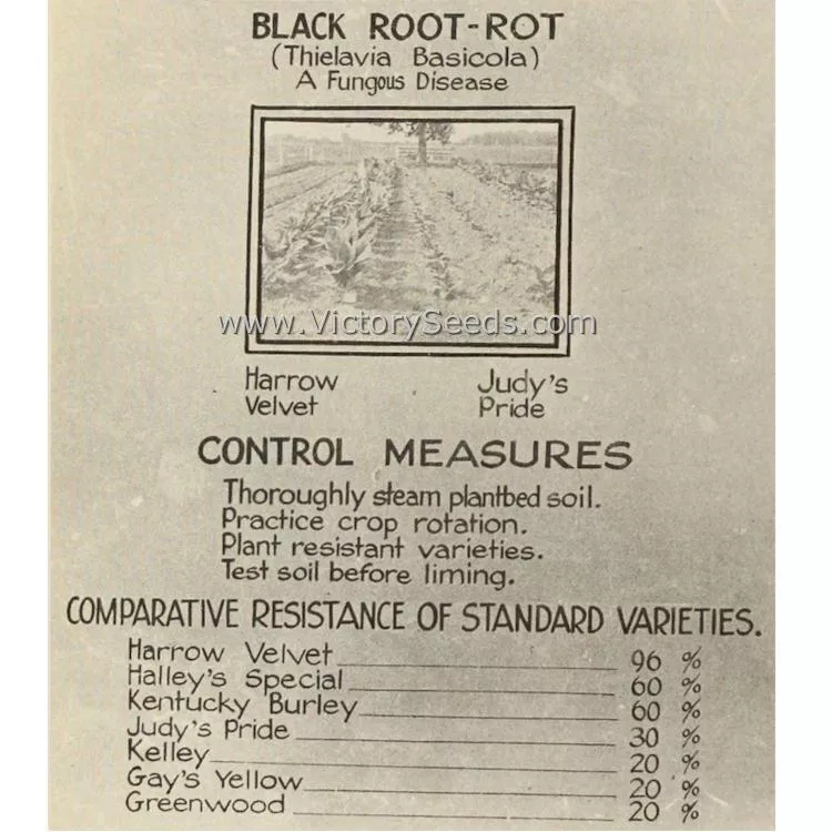 Harrow Velvet Tobacco