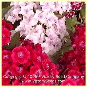 Sweet Williams Pinks