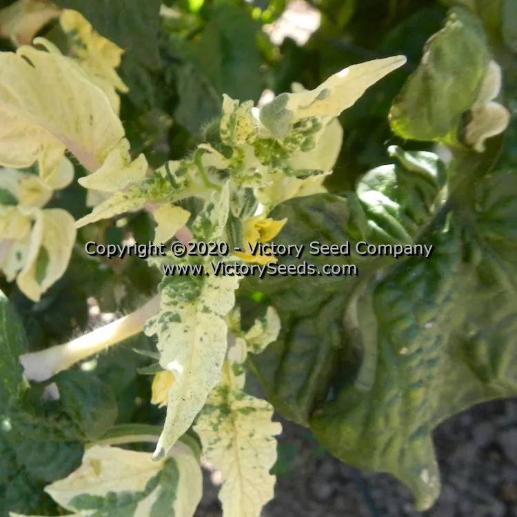 Dwarf Elsie's Fancy Tomato