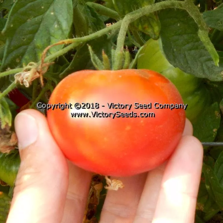 Bison Tomato