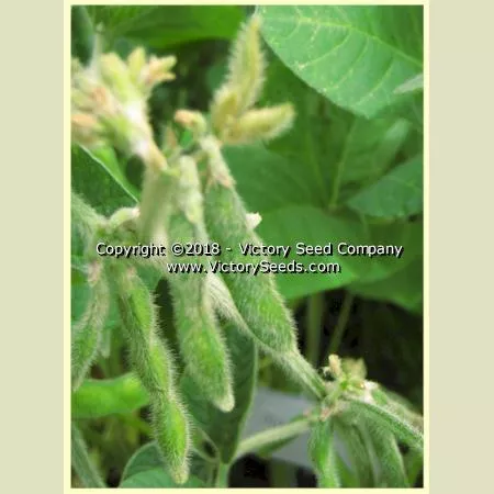 Maple Arrow Soybean