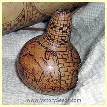 Birdhouse Gourd
