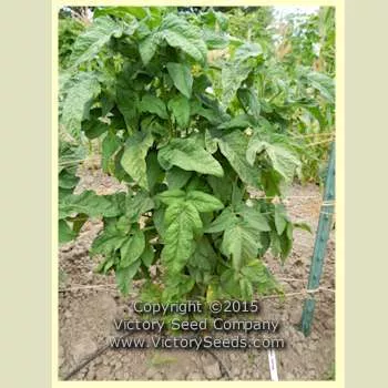 Summer Sunrise Tomato