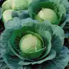 Danish Ballhead Cabbage