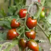 Brad's Atomic Grape Tomato