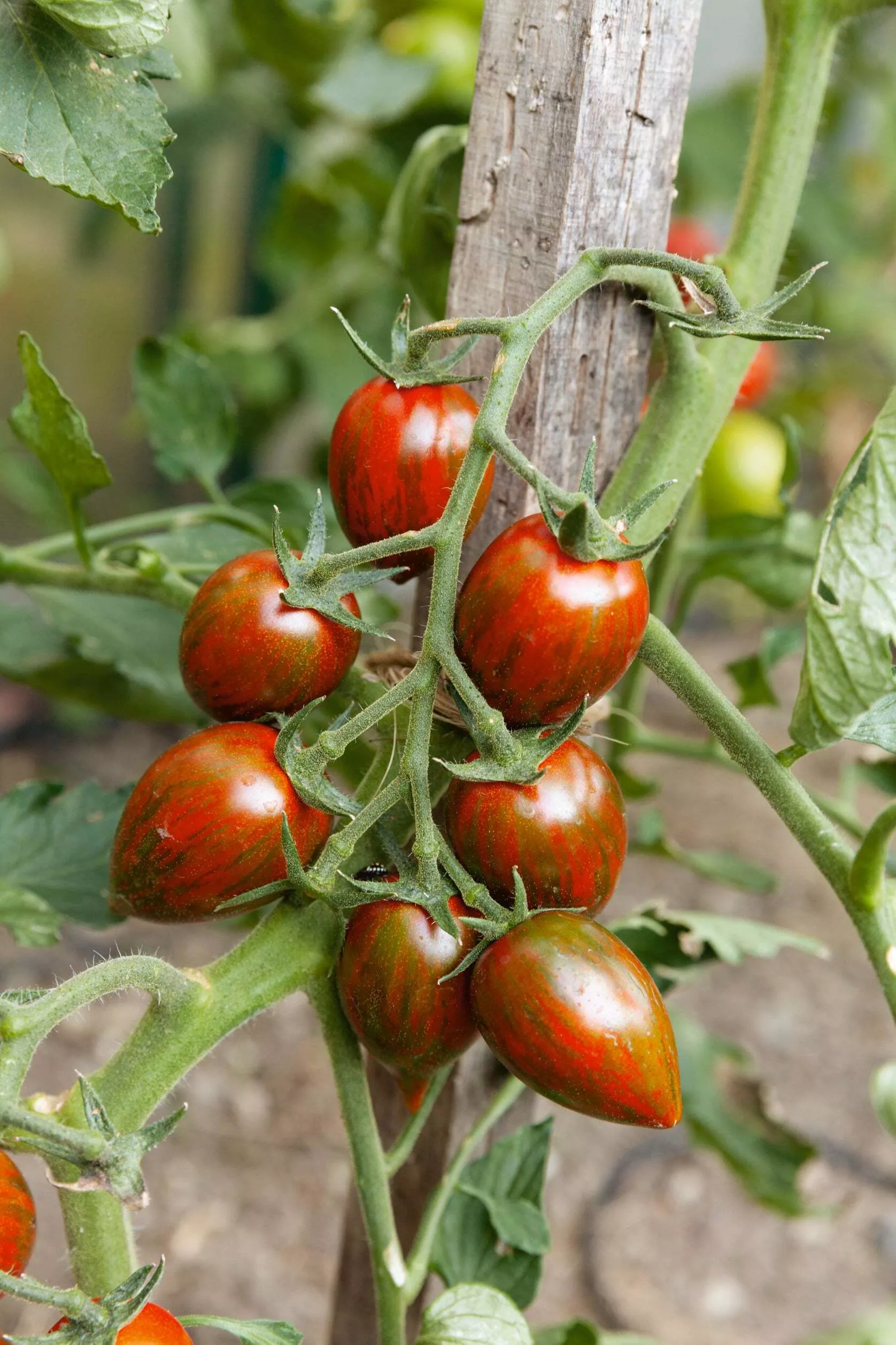 Brad's Atomic Grape Tomato