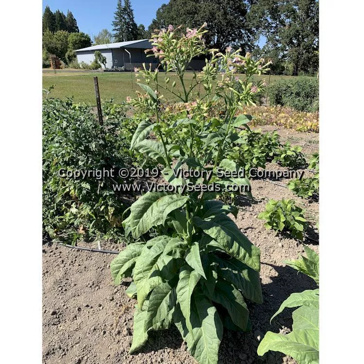Mississippi Heirloom Tobacco