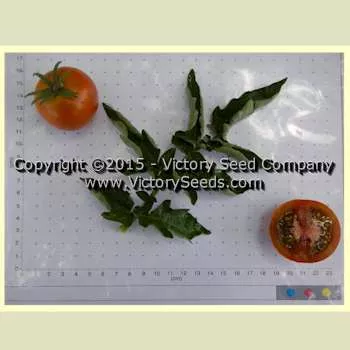 Bundaberg Rumball Tomato