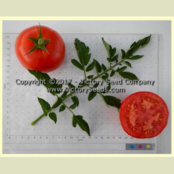 Aunt Edna Tomato