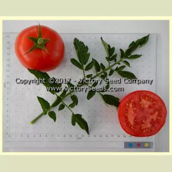 Aunt Edna Tomato
