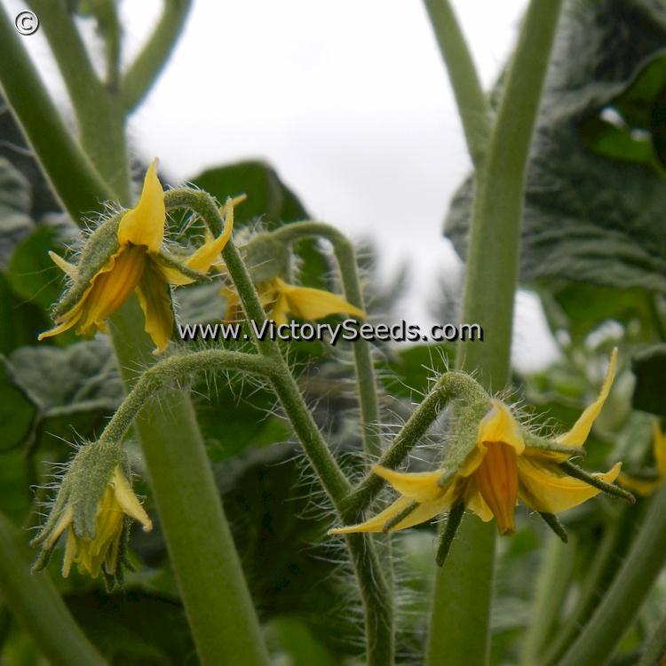 Dwarf Maura's Cardinal Tomato