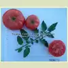 Livingston's Main Crop Pink Tomato