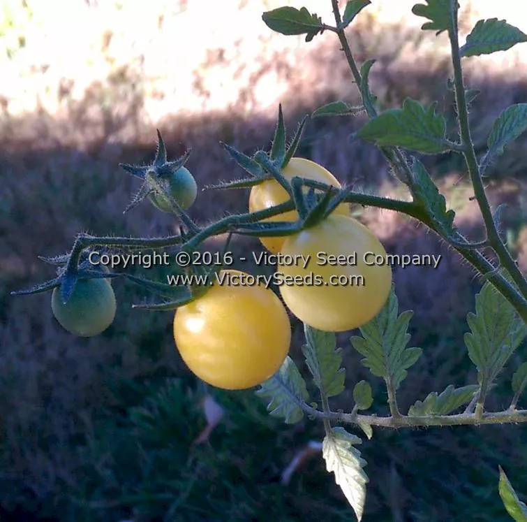 White Cherry Tomato